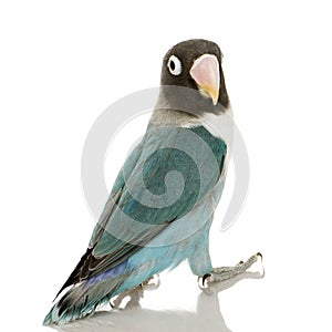 Blue Masked Lovebird - Agapornis personata photo