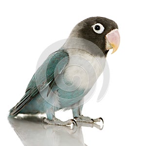 Blue Masked Lovebird - Agapornis personata