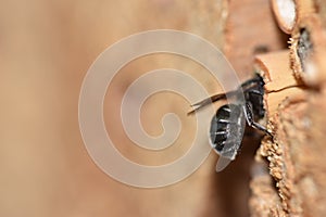 Blue Mason Bee / Stahlblaue Mauerbiene / Osmia caerulescens â™€