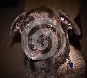 Blue, a Mastiff and Malamute Mix with his droopy ears