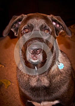 Blue, a Mastiff and Malamute Mix with his droopy ears looking directly into the camera