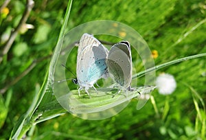 Blue mating butterflies on the meadow, closeup