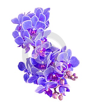 Blue, mauve orchids flowers, macro, close up, Orchidaceae, Phalaenopsis known as the Moth Orchid, abbreviated Phal. White