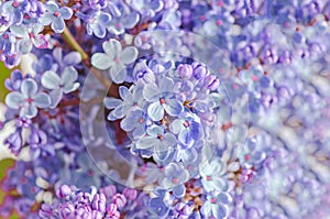 Blue, mauve Syringa vulgaris (lilac or common lilac), family Ole