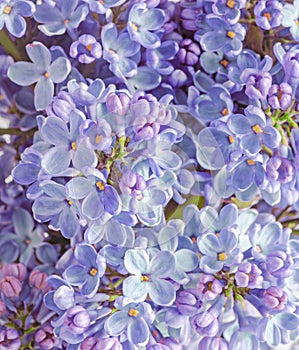 Blue, mauve Syringa vulgaris (lilac or common lilac), family Ole