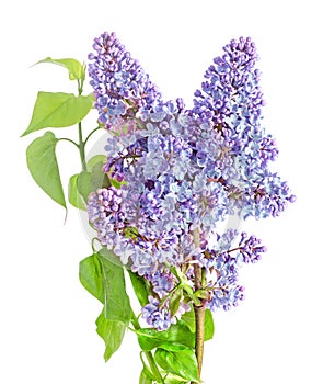 Blue, mauve Syringa vulgaris (lilac or common lilac), family Ole