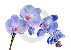 Blue, mauve, violet branch orchid flowers, Orchidaceae, Phalaenopsis known as the Moth Orchid, abbreviated Phal