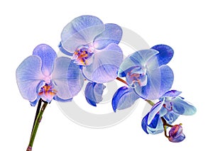 Blue, mauve, violet branch orchid flowers, Orchidaceae, Phalaenopsis known as the Moth Orchid, abbreviated Phal photo