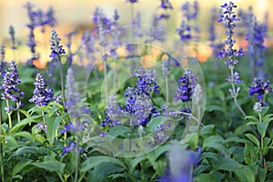 Blue Meadow Sage flower Salvia Pratensis or Herbaceous Perennial Palnt