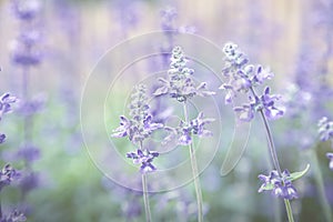 Blue Meadow Sage flower Salvia Pratensis or Herbaceous Perennial Plant wildflower.