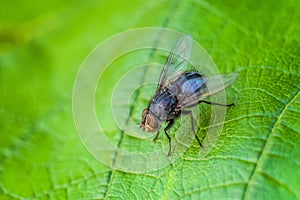 Blue meat fly insect on the green leaf in nature close-up. Blue bottle fly.