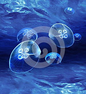 Blue medusas glowing underwater