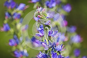 Blue melliferous flowers - Blueweed Echium vulgare. Viper`s bugloss is a medicinal plant.