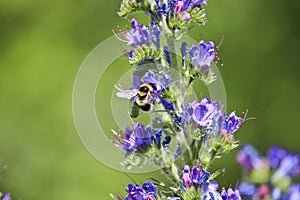 Blue melliferous flowers - Blueweed Echium vulgare. Viper`s bugloss is a medicinal plant. Bumblebee collects nectar.