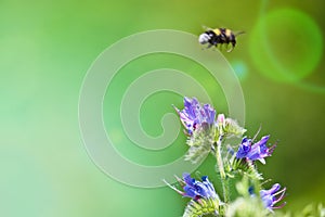 Blue melliferous flowers - Blueweed Echium vulgare. Viper`s bugloss is a medicinal plant. Bumblebee collects nectar.