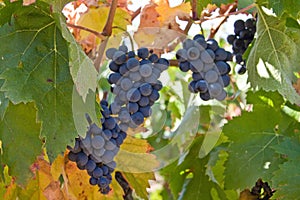 Blue mellow grapes photo