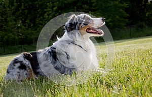 Blue Merle Australian shepherd