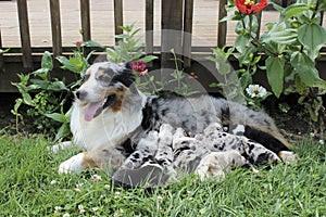 Blue Merle Australian Shepherd Female nursing puppies