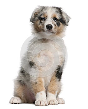 Blue Merle Australian Shepherd puppy