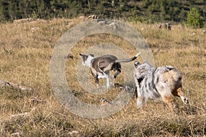 Blue merle Australian shepherd puppy dog runs and jump on the meadow of the Praglia with a pitbull puppy dog