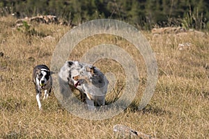 Blue merle Australian shepherd puppy dog runs and jump on the meadow of the Praglia with a pitbull puppy dog