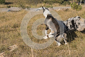 Blue merle Australian shepherd puppy dog runs and jump on the meadow of the Praglia with a pitbull puppy dog