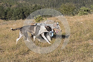 Blue merle Australian shepherd puppy dog runs and jump on the meadow of the Praglia with a pitbull puppy dog