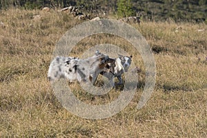 Blue merle Australian shepherd puppy dog runs and jump on the meadow of the Praglia with a pitbull puppy dog