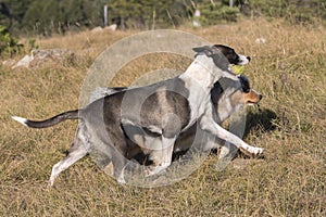 Blue merle Australian shepherd puppy dog runs and jump on the meadow of the Praglia with a pitbull puppy dog