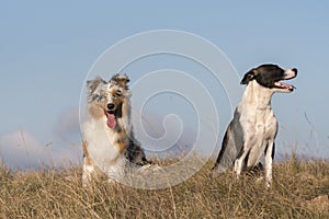 Blue merle Australian shepherd puppy dog runs and jump on the meadow of the Praglia with a pitbull puppy dog