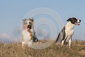 Blue merle Australian shepherd puppy dog runs and jump on the meadow of the Praglia with a pitbull puppy dog