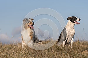 Blue merle Australian shepherd puppy dog runs and jump on the meadow of the Praglia with a pitbull puppy dog