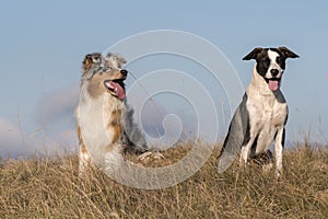 Blue merle Australian shepherd puppy dog runs and jump on the meadow of the Praglia with a pitbull puppy dog