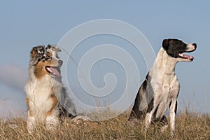 Blue merle Australian shepherd puppy dog runs and jump on the meadow of the Praglia with a pitbull puppy dog