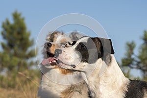 Blue merle Australian shepherd puppy dog runs and jump on the meadow of the Praglia with a pitbull puppy dog