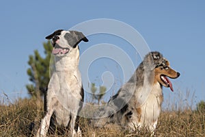 Blue merle Australian shepherd puppy dog runs and jump on the meadow of the Praglia with a pitbull puppy dog