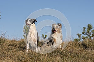 Blue merle Australian shepherd puppy dog runs and jump on the meadow of the Praglia with a pitbull puppy dog