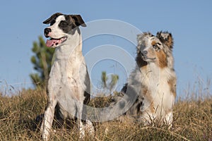 Blue merle Australian shepherd puppy dog runs and jump on the meadow of the Praglia with a pitbull puppy dog