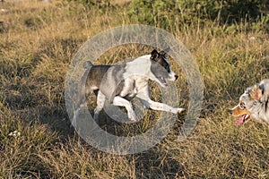 Blue merle Australian shepherd puppy dog runs and jump on the meadow of the Praglia with a pitbull puppy dog