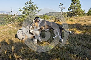 Blue merle Australian shepherd puppy dog runs and jump on the meadow of the Praglia with a pitbull puppy dog