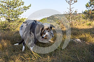Blue merle Australian shepherd puppy dog runs and jump on the meadow of the Praglia with a pitbull puppy dog