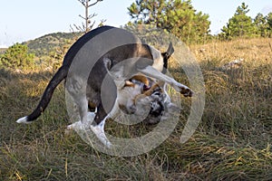 Blue merle Australian shepherd puppy dog runs and jump on the meadow of the Praglia with a pitbull puppy dog