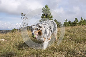 Blue merle Australian shepherd puppy dog runs and jump on the meadow of the Praglia with a pitbull puppy dog