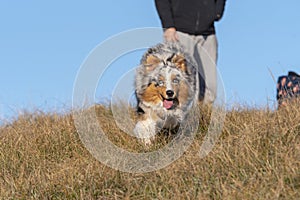 Blue merle Australian shepherd puppy dog runs on the meadow of the Praglia photo