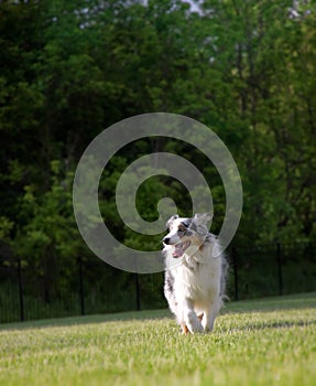 Blue Merle Australian Shepherd Trots