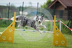 Blue merle border collie in agility competition