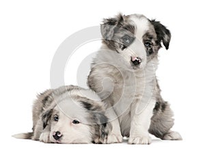 Blue Merle Border Collie puppies, 6 weeks old