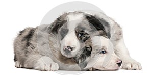 Blue Merle Border Collie puppies, 6 weeks old photo