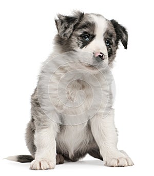 Blue Merle Border Collie puppy, 6 weeks old