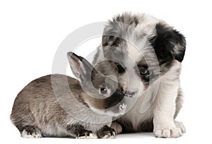 Blue Merle Border Collie puppy and a rabbit